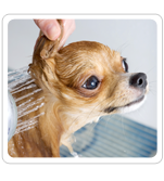 Dog Baths and Grooming in NJ