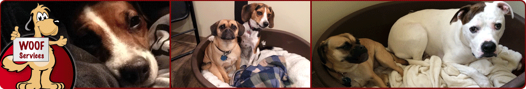 WOOF Dog Day Care Serivces