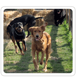 Dog Day Care in Southern NJ