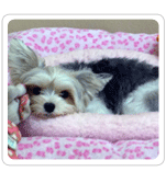 Dog Boarding In South Jersey